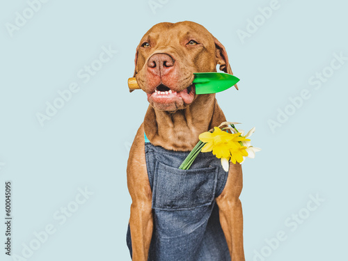 Cute brown puppy and bright flowers. Closeup  indoors. Studio shot. Congratulations for family  relatives  loved ones  friends and colleagues. Pets care concept