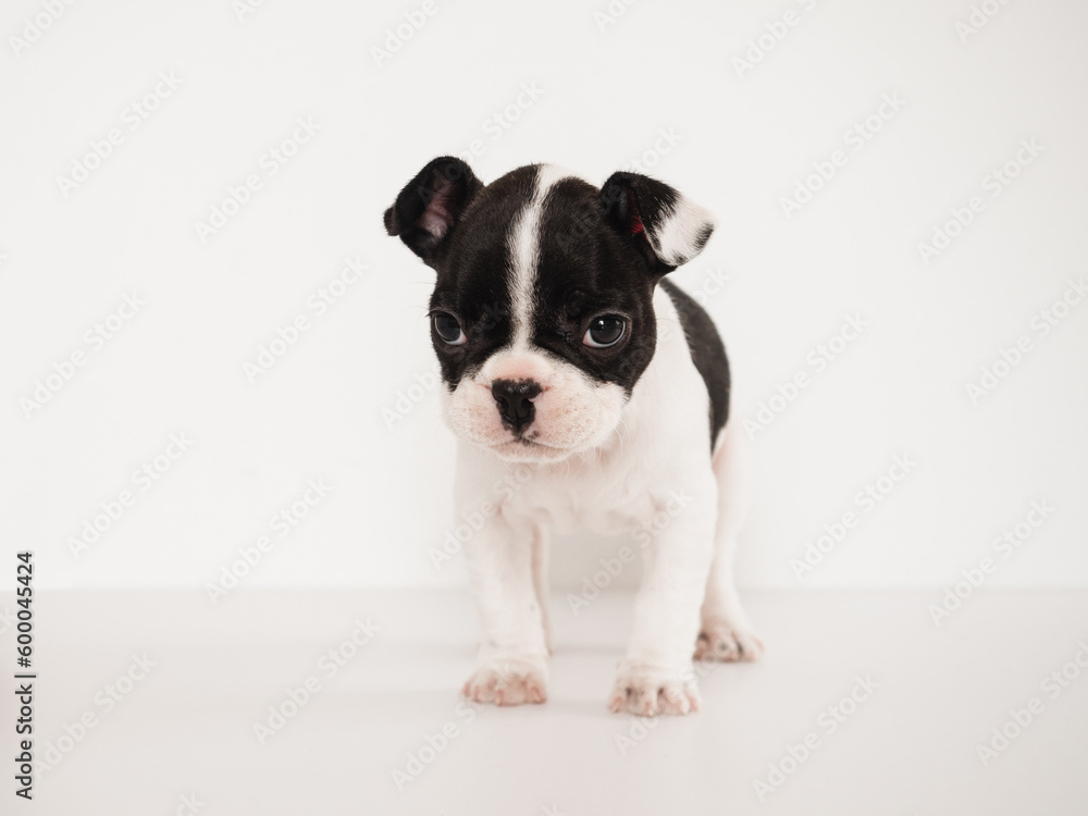 Cute puppy sitting on the table. Studio shot. White isolated background. Clear, sunny day. Close-up, indoors. Day light. Concept of care, education, obedience training and raising pets