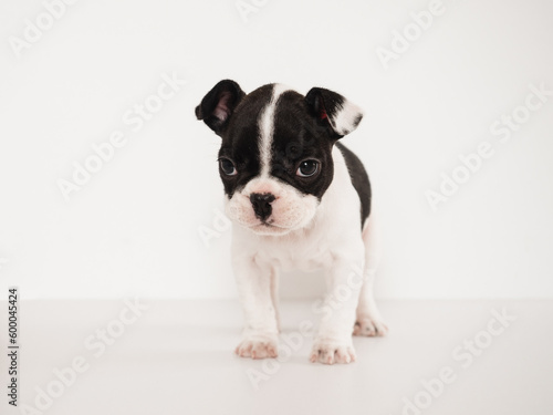Cute puppy sitting on the table. Studio shot. White isolated background. Clear, sunny day. Close-up, indoors. Day light. Concept of care, education, obedience training and raising pets © Svetlana