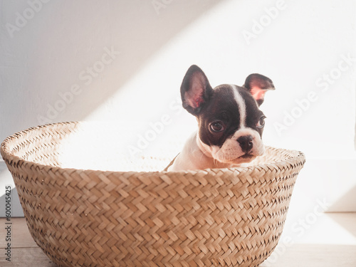 Lovable, pretty puppy puppy sits in a wicker basket. Clear, sunny day. Close-up, indoors. Studio photo. Day light. Concept of care, education, obedience training and raising pets