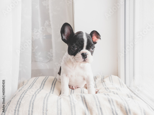 Fototapeta Naklejka Na Ścianę i Meble -  Lovable, pretty puppy sits on the windowsill. Clear, sunny day. Close-up, indoors. Studio photo. Day light. Concept of care, education, obedience training and raising pets