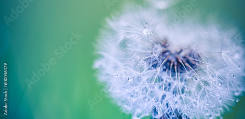 Beautiful nature abstract  soft peaceful morning sunlight  dew drops pastel blue green colors. Inspirational blurred nature closeup natural texture. Spring summer meadow field banner. Beautiful relax