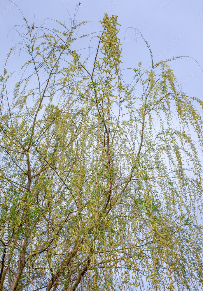 Young green leaves on the trees against the background of the spring sky. Young green leaves on the trees against the background of the spring sky.