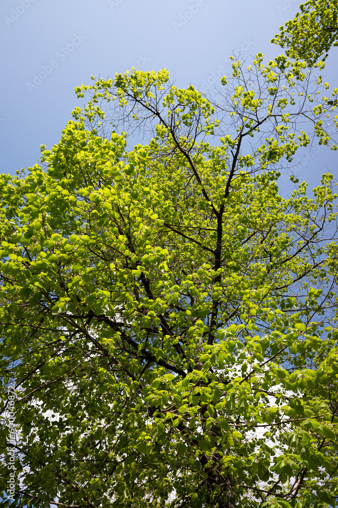 Young green leaves on the trees against the background of the spring sky. Young green leaves on the trees against the background of the spring sky.