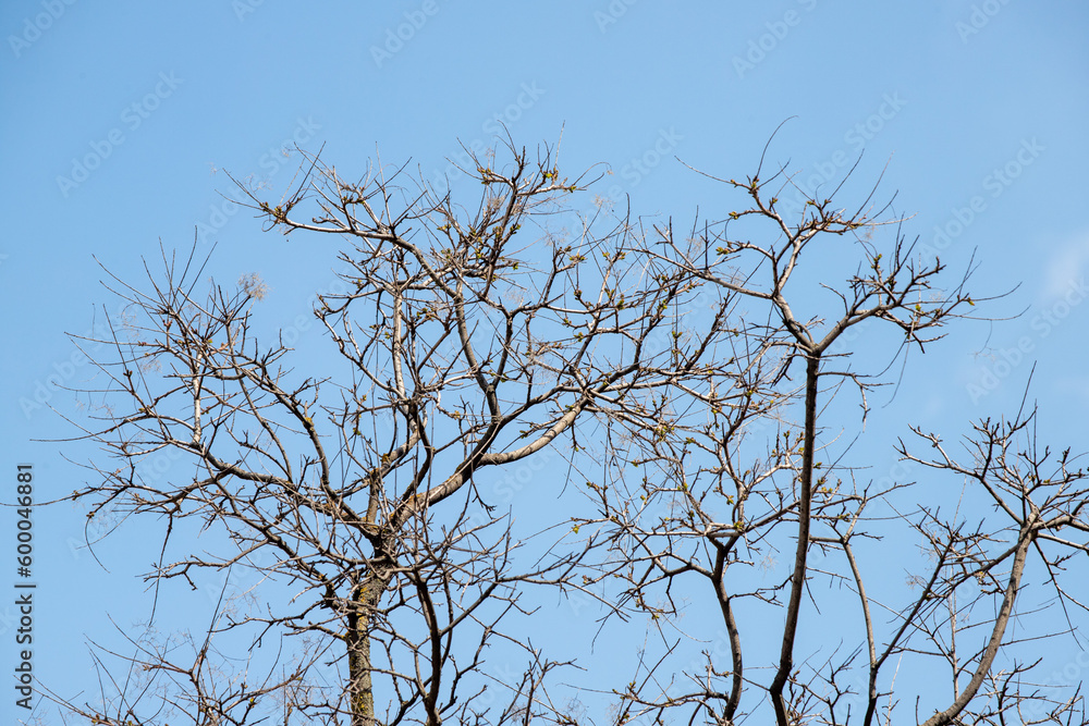 Young green leaves on the trees against the background of the spring sky. Young green leaves on the trees against the background of the spring sky.
