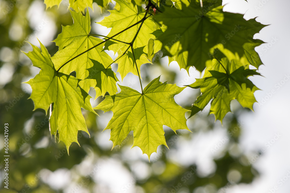 green tree leaves close-up on blurred bokeh background green tree leaves close-up on blurred bokeh background