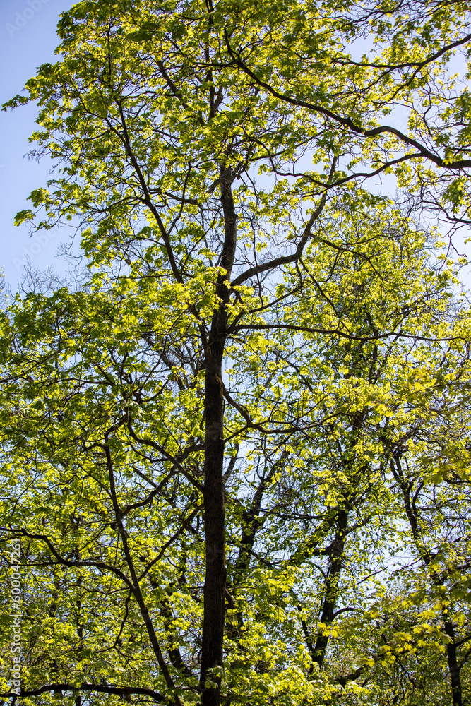 Young green leaves on the trees against the background of the spring sky. Young green leaves on the trees against the background of the spring sky.