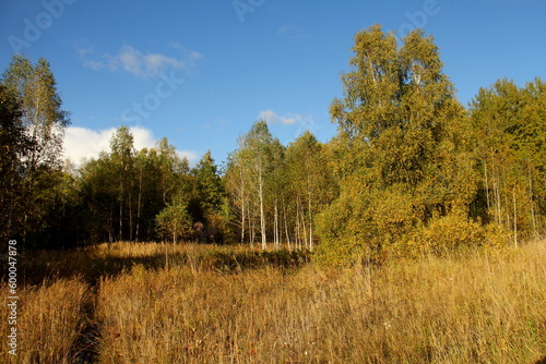 A forest and a clearing next to it under a blue sky with clouds in early autumn