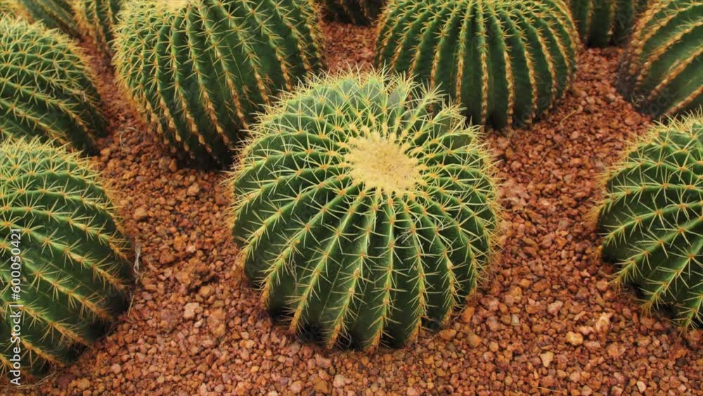 Close-up cactus in the garden Close-up cactus in the garden