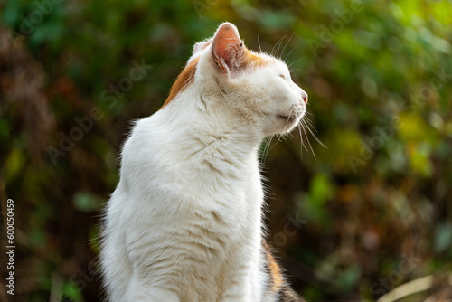 野良猫の横顔