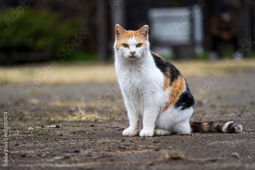 見つめる野良猫