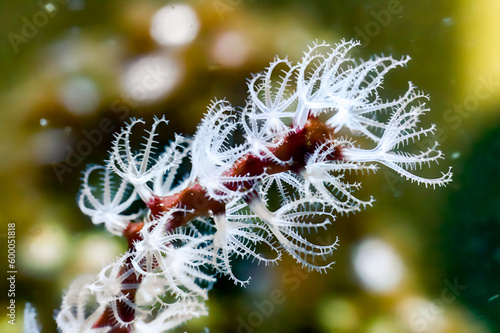 White and Red Gorgonian Coral