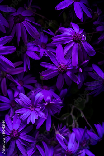 violet flowers background, nature texture © Maksim Shebeko