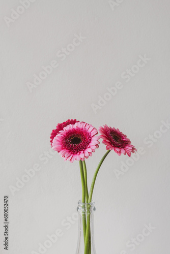 Vertical croppedl closeup of bright pink gerberas in glass bottle against beige wall with vintage filter effect (selective focus)