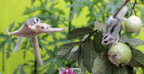 An albino sugar glider mother is gliding towards the guava fruit while holding her two babies. This mammal has the scientific name Petaurus breviceps.