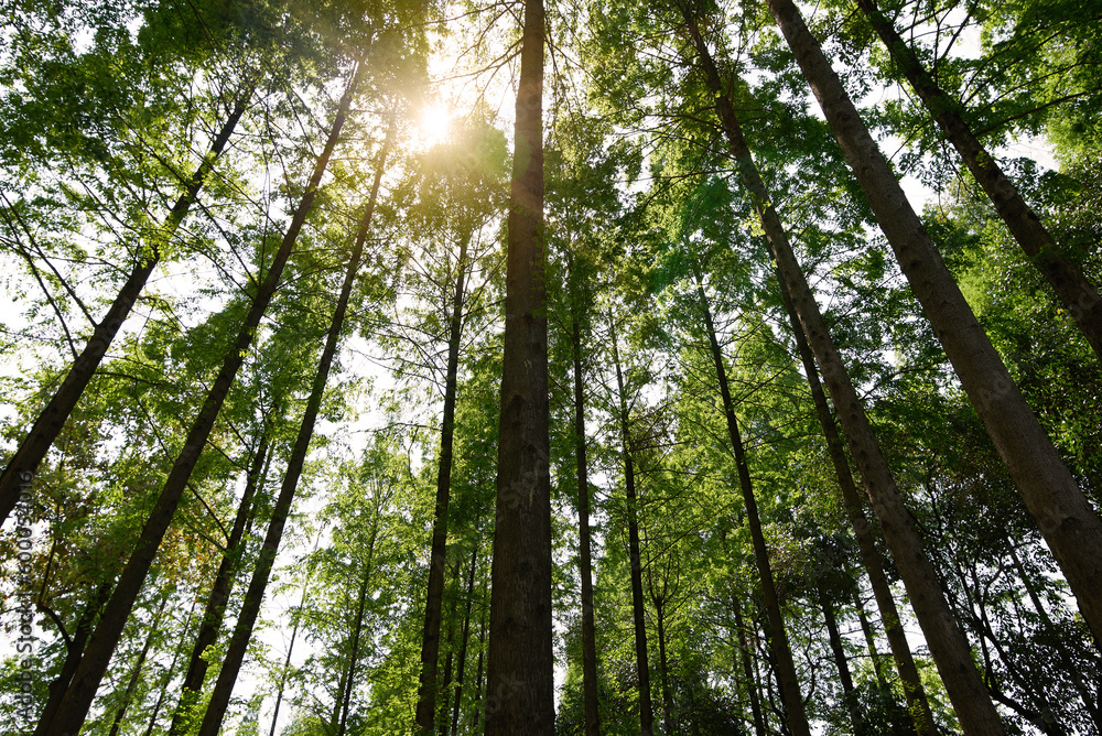 Obraz premium Straight trees in the forest, dazzling sunlight