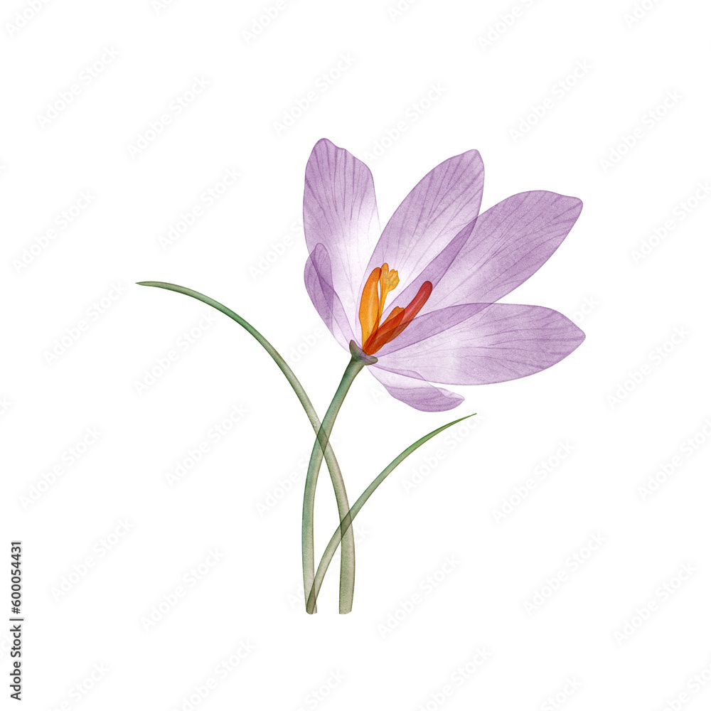Crocus flower isolated on white. Translucent Saffron crocus flower watercolor botanical illustration. Crocus Sativus blossom. Purple Transparent flower