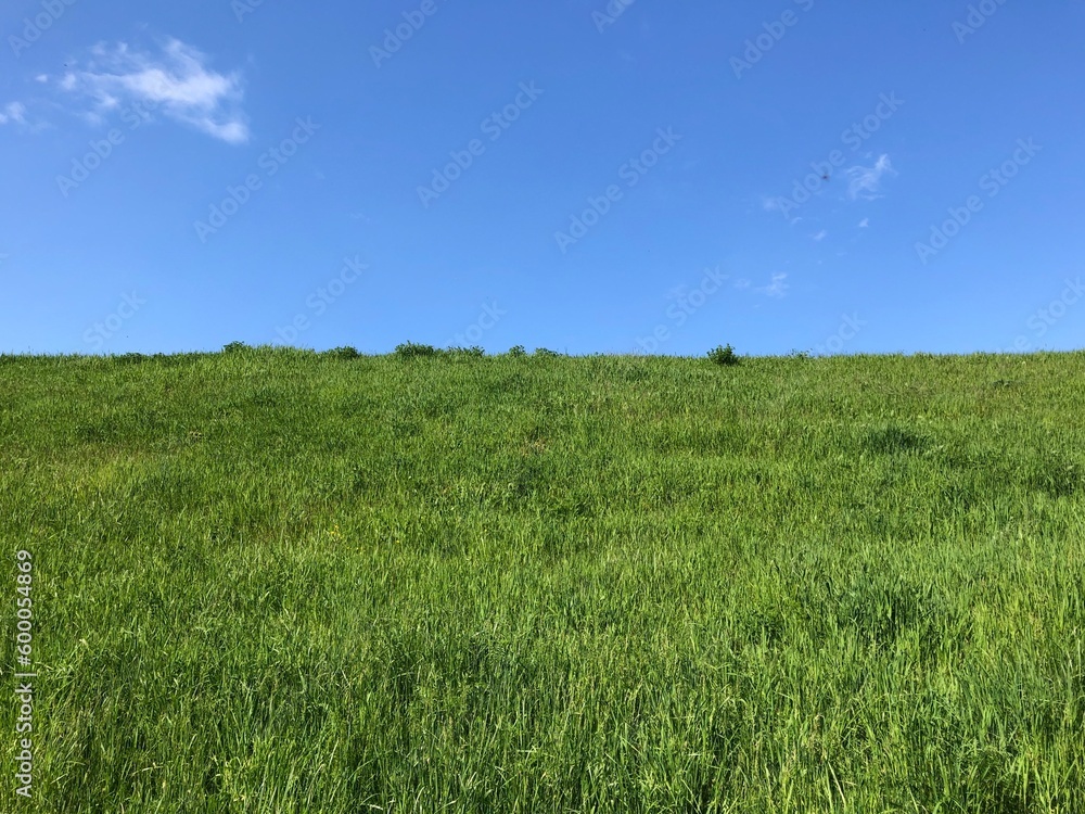 Obraz premium Vertical view on a hillside covered with fresh green gras with a dark blue sky with only thin clouds in the background in a spring scenery as an homage to the classic Microsoft Windows background
