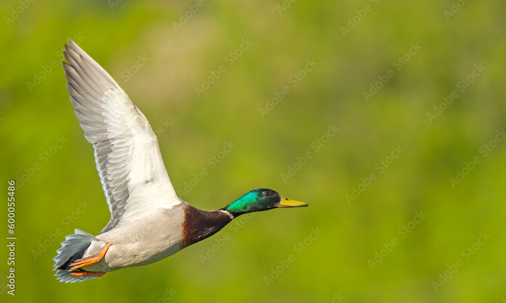Obraz premium Wild duck. Mallard (Anas platyrhynchos) in flight. Bird in flight.