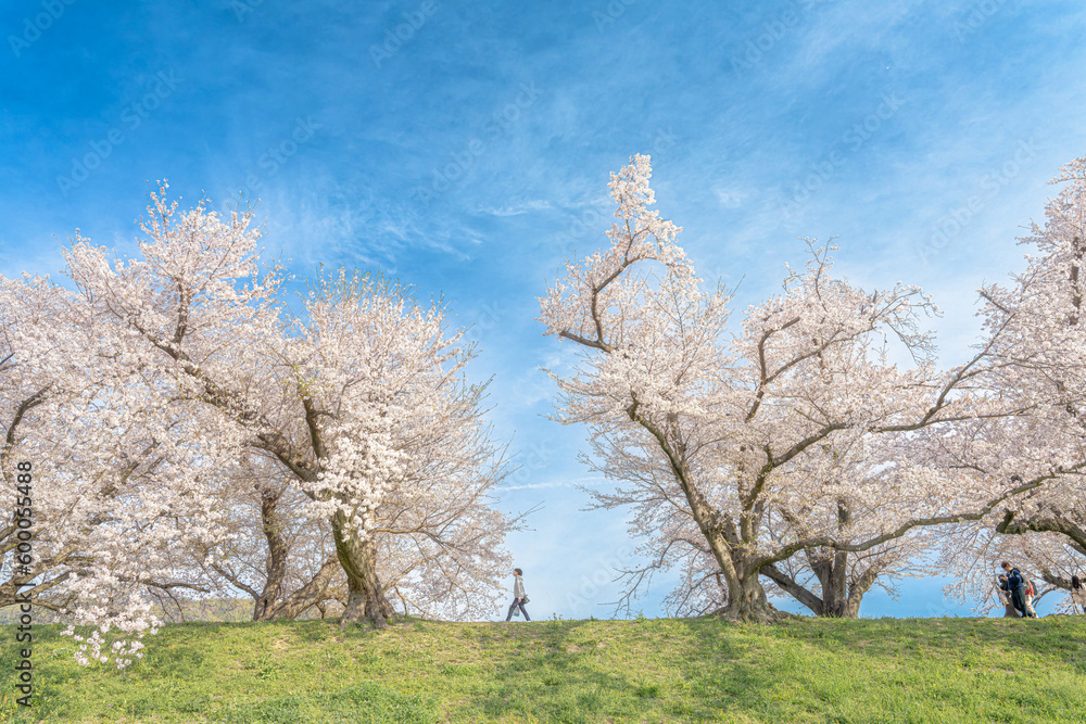 京都-【淀川河川公園背割堤地区の桜】