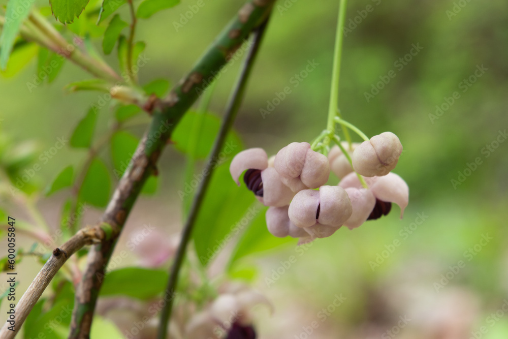 male flowers and buds of Akebia quinata, macro male flowers and buds of Akebia quinata, macro