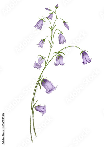 фотографія bellflower or rampion bellflower