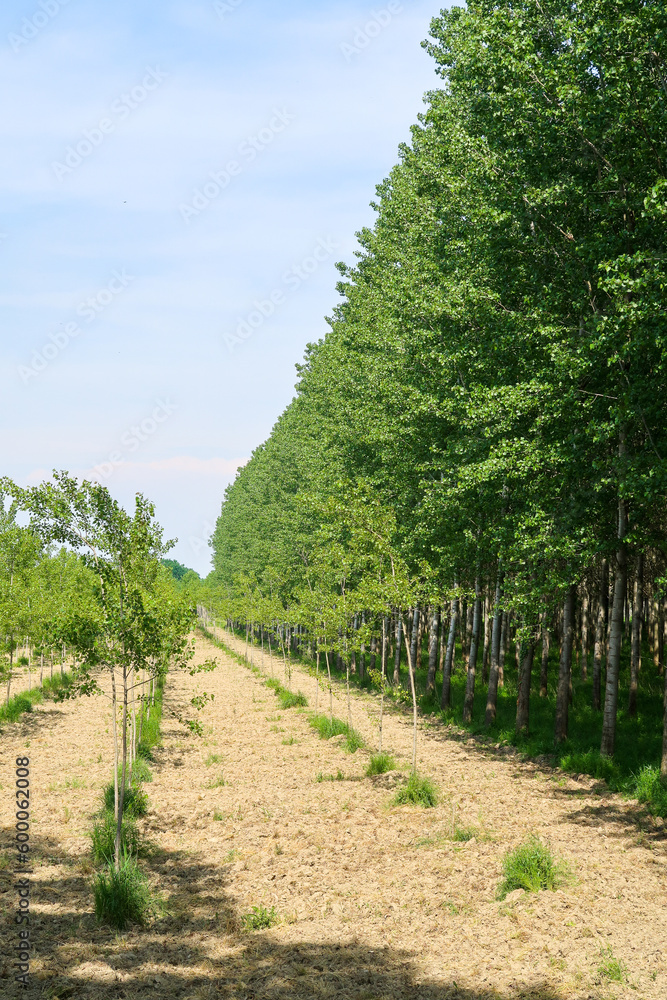 Fototapeta premium Po Valley landscape field cultivation nature natural agriculture farmhouse tree earth