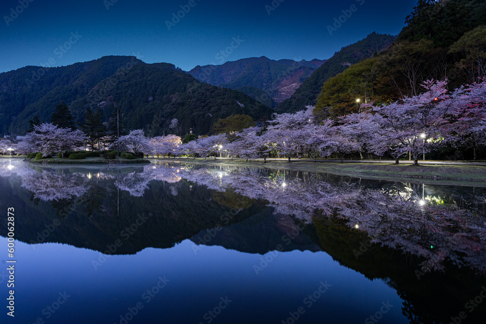 Fototapeta premium 奈良 - 【下北山村 下北山スポーツ公園の桜】 