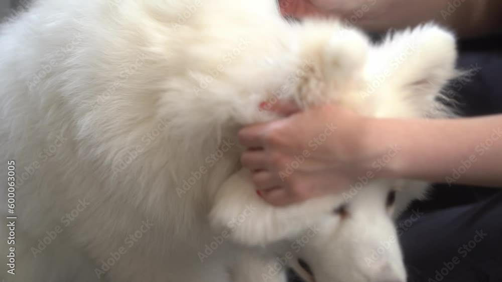 female veterinarian combing the hair of a Samoyed dog in a grooming salon, close-up. Animal care. Slow motion female veterinarian combing the hair of a Samoyed dog in a grooming salon, close-up. Animal care. Slow motion