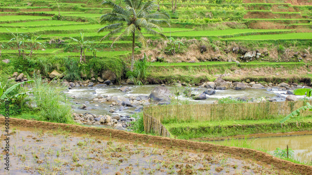 The landscape of green rice paddies, trees, and grass. Rural scene with growth, land, and water- the perfect environment for agriculture.