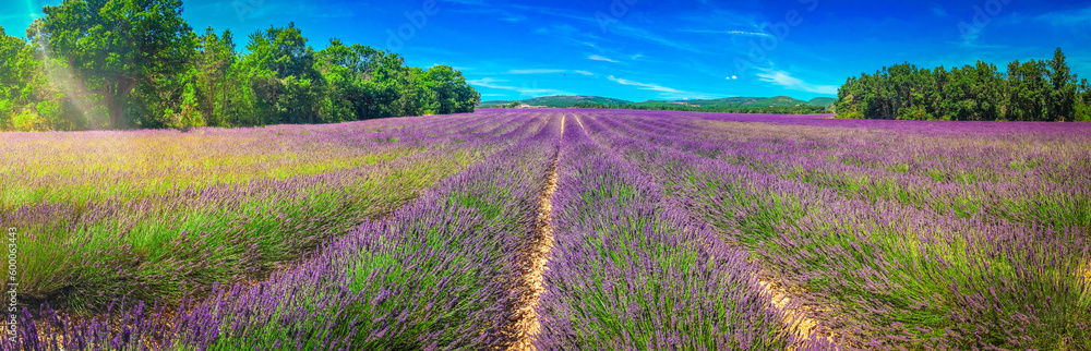 Lavender field at summer Lavender field at summer