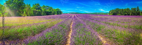 Lavender field at summer