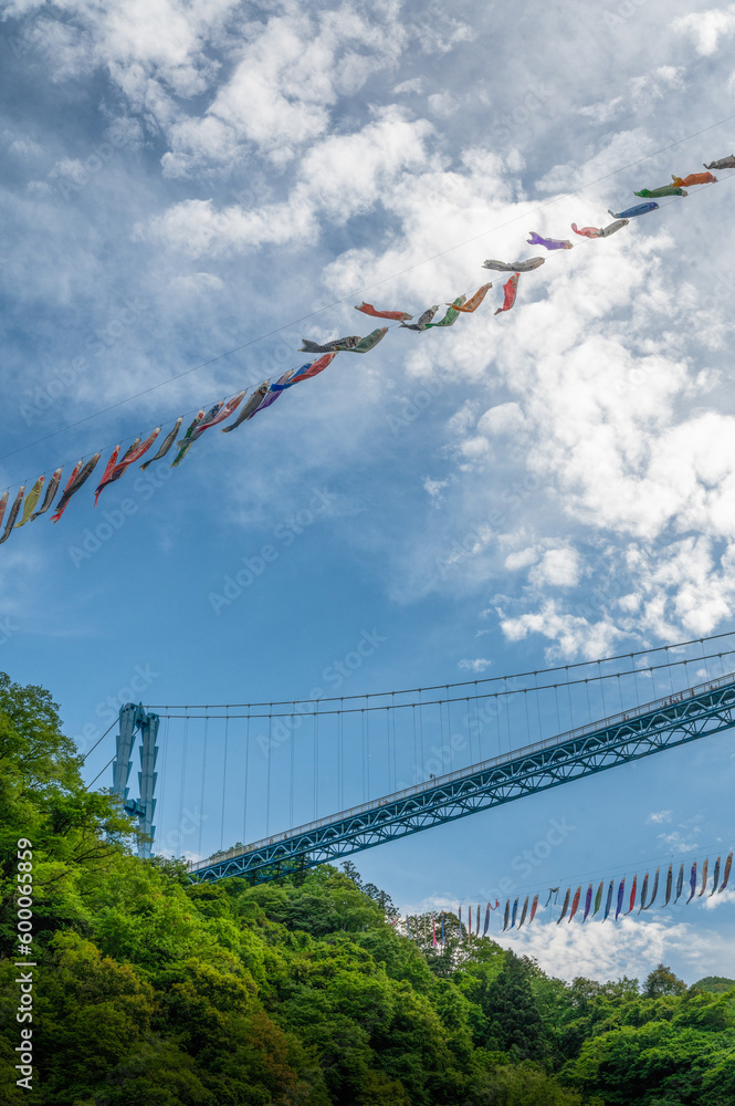 Fototapeta premium 茨城県常陸太田市 新緑の竜神大吊り橋と鯉のぼり