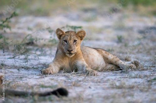 Lion cub in pride resting after feeding in natural African habitat