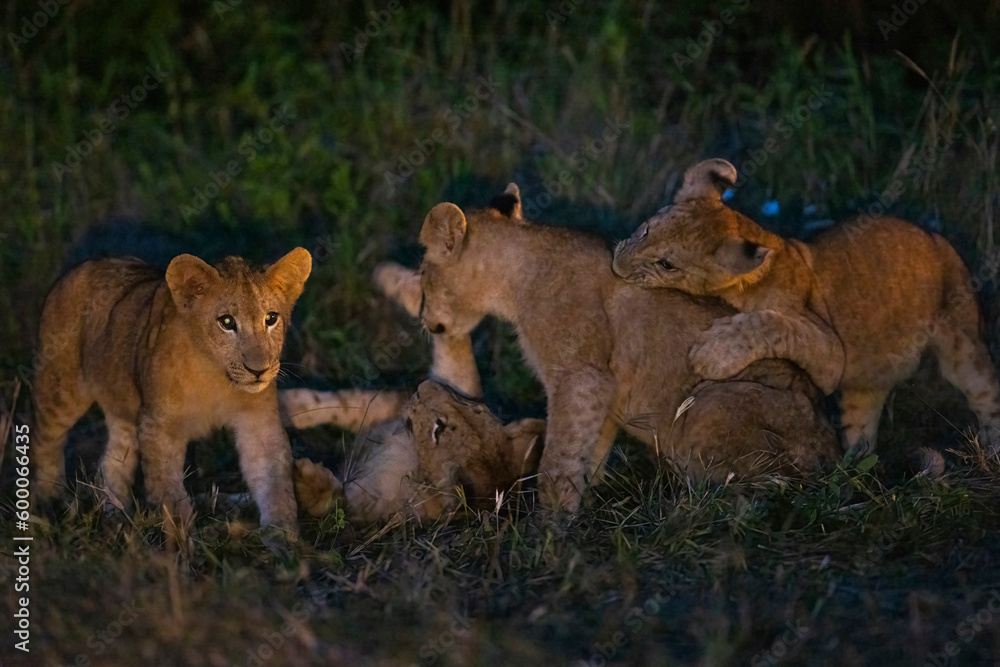 Lion cubs play fighting seen with flashlight during night time game drive Lion cubs play fighting seen with flashlight during night time game drive