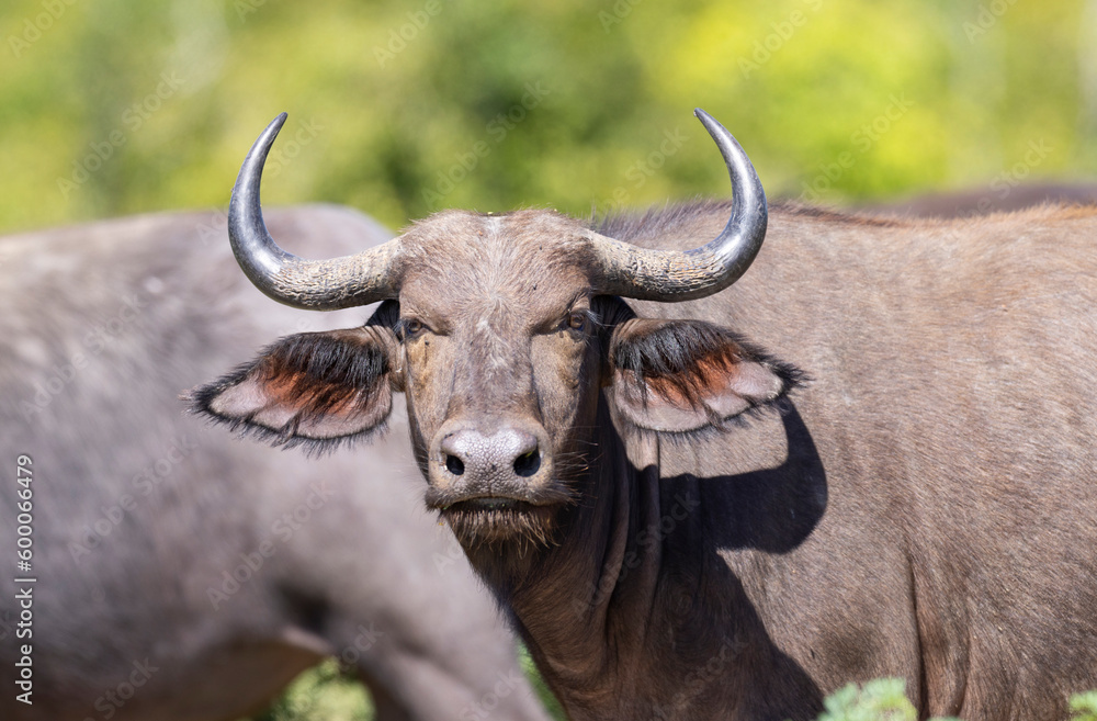 Close up view of Buffalo grazing in natural African bush land habitat Close up view of Buffalo grazing in natural African bush land habitat