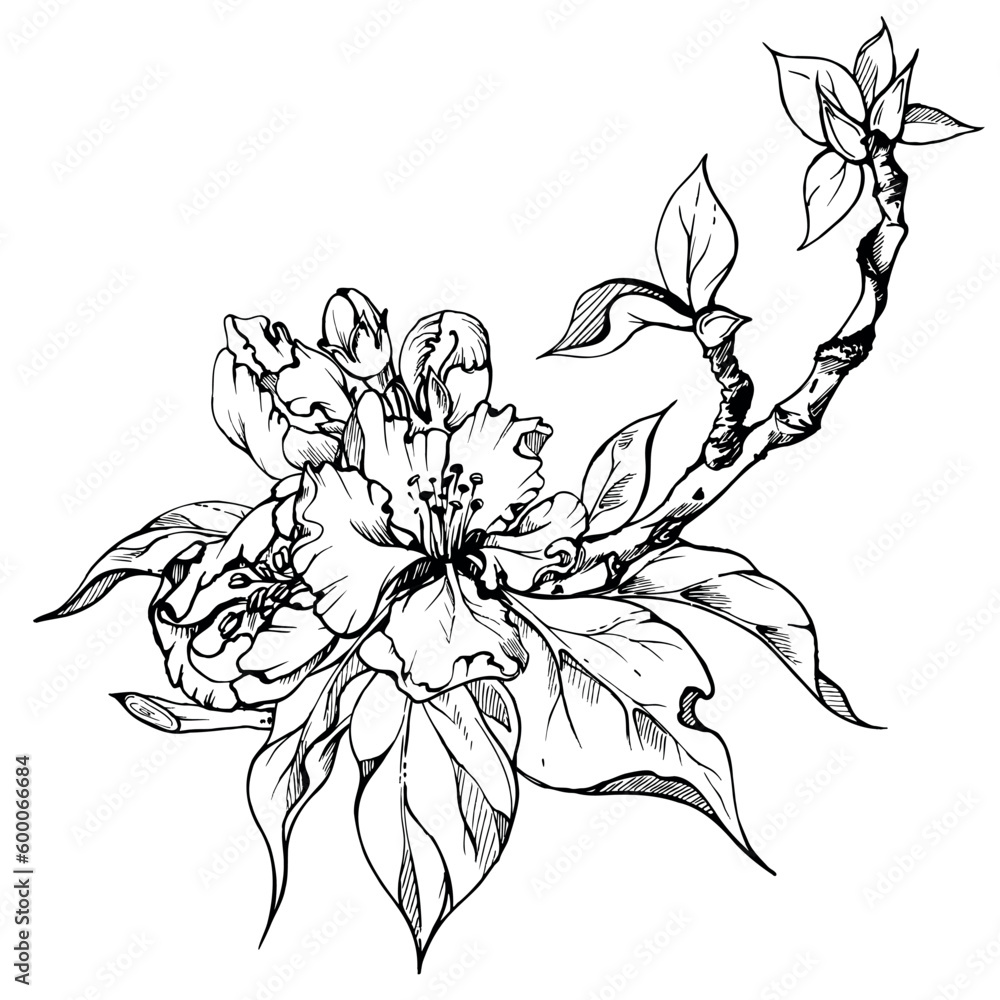 Obraz premium Hand drawn ink apple flowers on branch with leaves, monochrome vector, detailed outline. Square composition Isolated on white background. Design for wall art, wedding, print, fabric, card, invitation.
