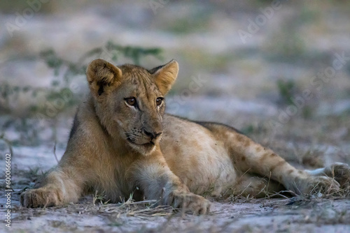 Single Lion cub resting in long grass in natural African bush land habitat
