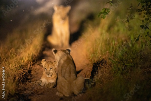 Lion cubs play fighting seen with flashlight during night time game drive