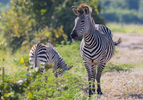 Close up of wild zebra with foal in natural African habitat 