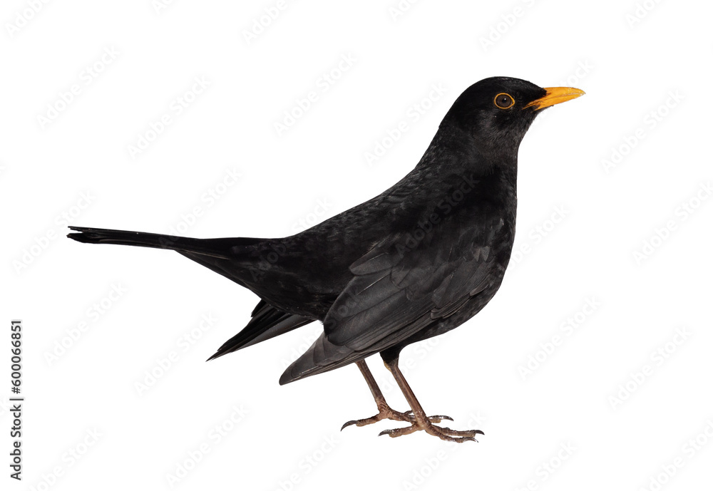 Ταπετσαρία common blackbird male isolated on white