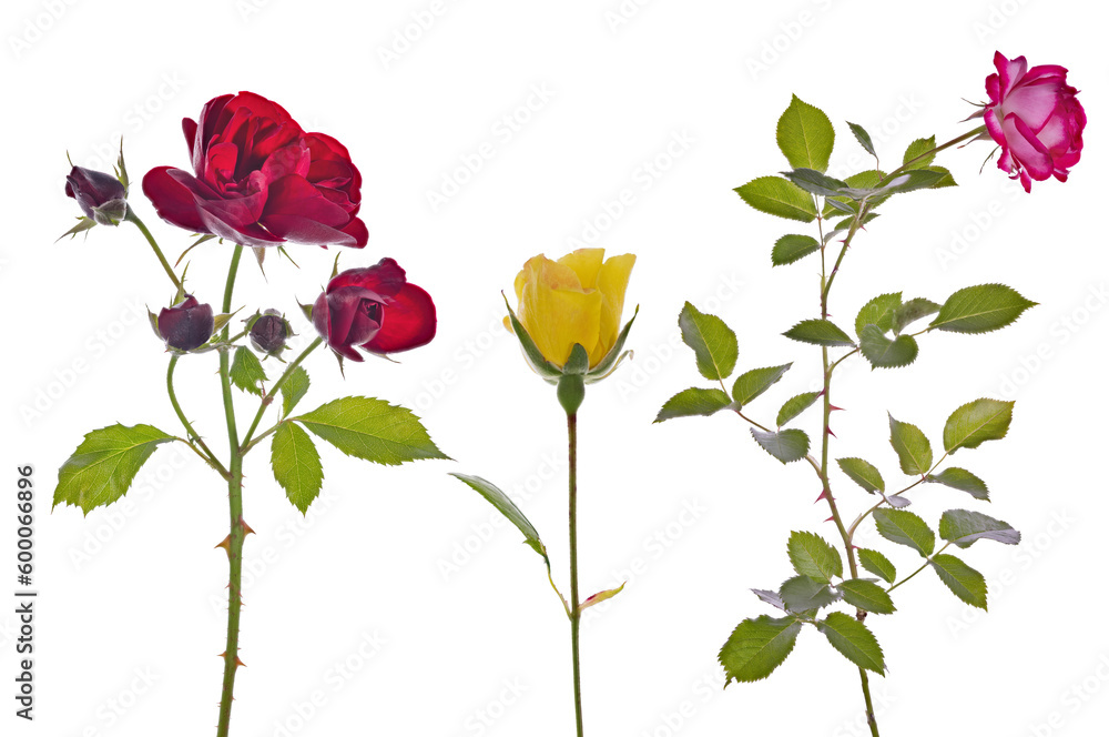 beautiful three colors roses isolated on white beautiful three colors roses isolated on white