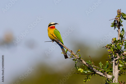 White-fronted bee-eater bird perched in a tree in natural African habitat 
