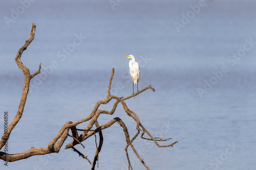 Great Egret large white heron perched in a tree n natural protected habitat along the Luangwa River, Zambia