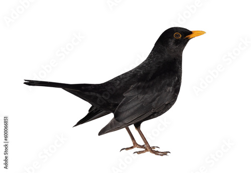 Photos common blackbird male isolated on white