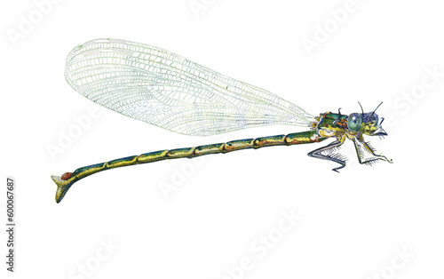 Watercolor dragonfly. Hand drawn illustration insect isolated. Realistic. For decor, prints.