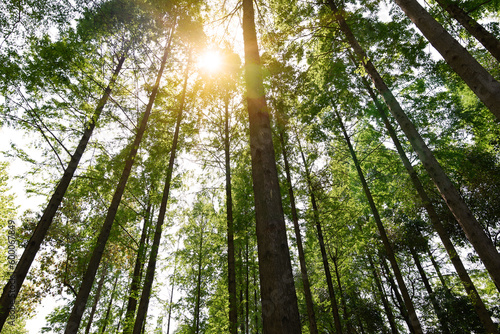 Canvas Print Straight trees in the forest, dazzling sunlight