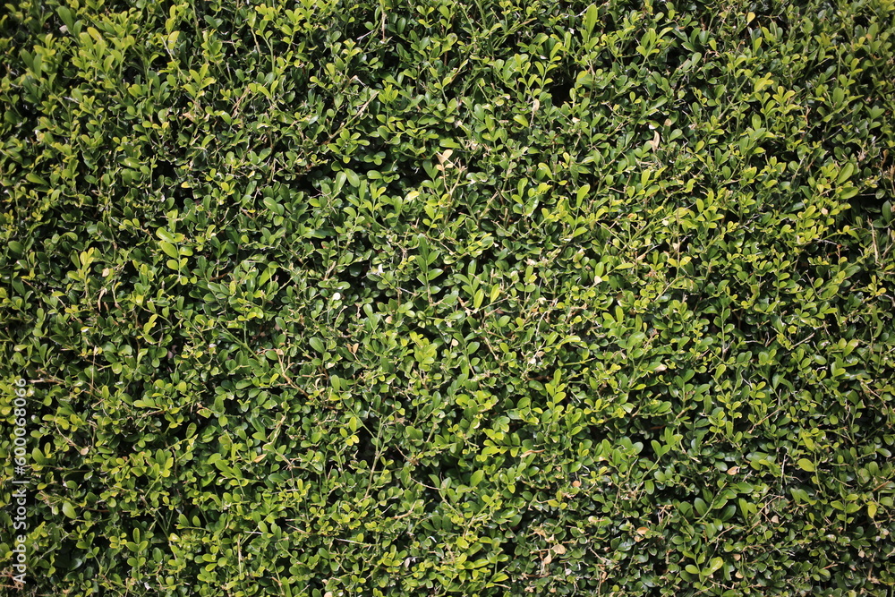 green hedge pattern texture green hedge pattern texture
