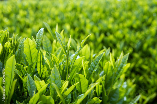 お茶の葉の新芽　クローズアップ　コピースペース　Close up view of green tea leaves in tea farm