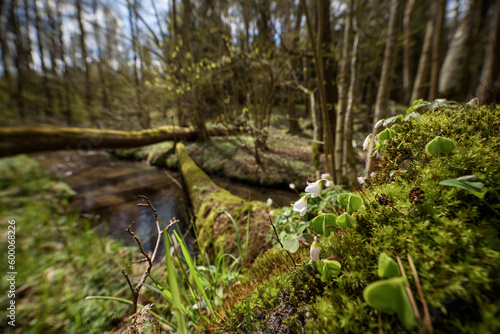 EARLY SPRING - A stream flowing through a wild forest and blooming nature